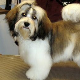 Havanese from Kimbriel Kennels