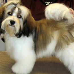 Havanese from Kimbriel Kennels