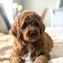Theo - Red  male Goldendoodle puppy in Heber Springs, Arkansas from H&L GoldenDoodles