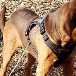 Bloodhounds from Bloodhound Breeders