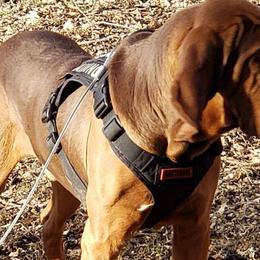 Bloodhounds from Bloodhound Breeders