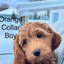 Boy 6 - Red Australian Cobberdog puppy in Grand Rapids, Michigan from Joreese Australian Cobberdogs