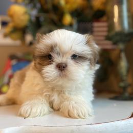 Boy 3 Little Lion - Red and white male Shih Tzu puppy in Troy, Michigan from "Shihtzu Best Friend"