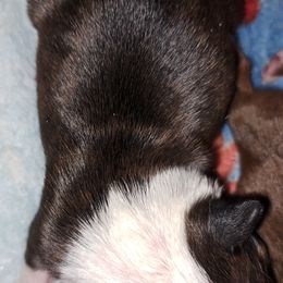 Boston Terrier Puppies from M&Bs Boston Terriers