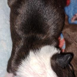 Boston Terrier Puppies from M&Bs Boston Terriers