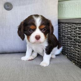 Kiwi Chocolate Tri Color - Chocolate female Cavalier King Charles Spaniel puppy in Nampa, Idaho from Heart Mountain Cavaliers & Floating Feathers Kennel