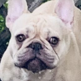 Baylee - French Bulldog
