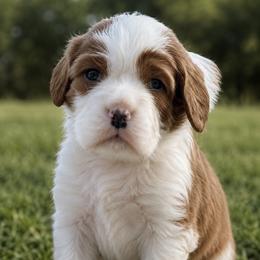 BEAU - Blenheim male Cavalier King Charles Spaniel puppy in Enid, Oklahoma from Laurel Crown Cavaliers