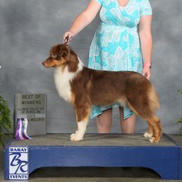 Pretzel - Australian Shepherd
