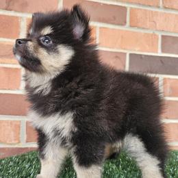 Pomeranian puppies from Imperial Pomeranians