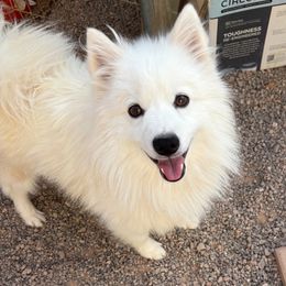  - American Eskimo Dog