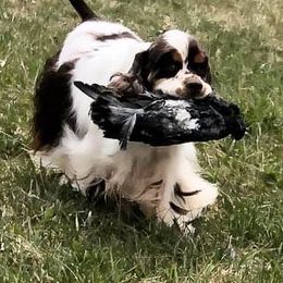 Cocker Spaniels from WilDen (breeding with Whirlwyn)