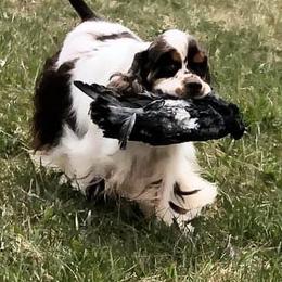 Cocker Spaniels from WilDen (breeding with Whirlwyn)