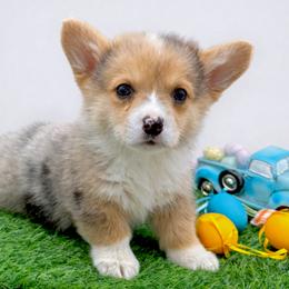 Liberty - Blue merle and white male American Corgi puppy in Missouri from Country Legends Aussies & Corgis