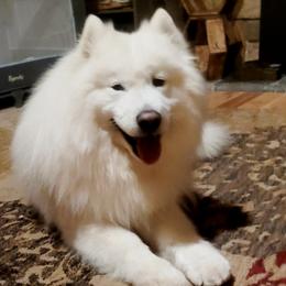 Oliver - Samoyed