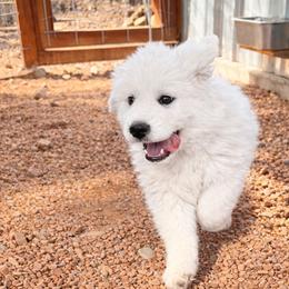 Light Blue Girl - White female Great Pyrenees puppy in Elfrida, Arizona from Outlaw Acres Farm & Kennels
