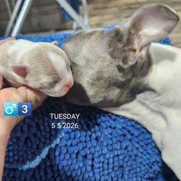 6th born is Boy 3 - Blue male Boston Terrier puppy in Versailles, Indiana from Benhams Bostons