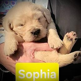 1st pick of the Golden Girls Litter - Light golden female Golden Retriever puppy in Fithian, Illinois from LOMAH Retrievers