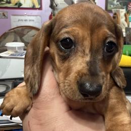 Dachshund Puppies from Witchy Woman’s Wiener’s