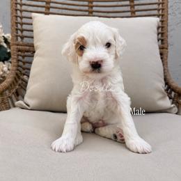 Acorn - Parti male Goldendoodle puppy in Gilbert, Arizona from Doodle Bliss