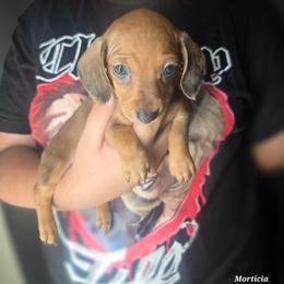 Morticia - Red female Dachshund puppy in Perris, California from Ohana_626_kennels