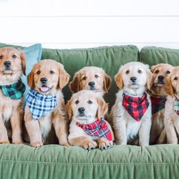 Golden Mountain Dogs and Golden Retrievers from Roberds Farm Golden Retrievers
