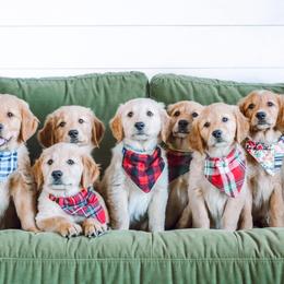 Golden Mountain Dogs and Golden Retrievers from Roberds Farm Golden Retrievers