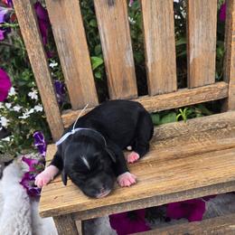Slinky - Black and white male Sheepadoodle puppy in Ashton, Idaho from Kerr Kanine Ranch