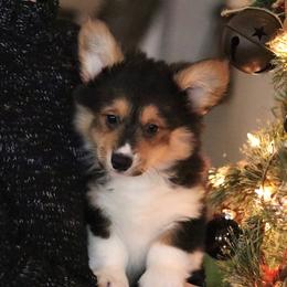 Timber (Fluffy) - Black and tan male Pembroke Welsh Corgi puppy in Fayetteville, Arkansas from Intergalactic Corgis