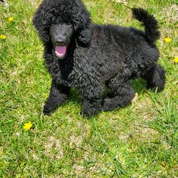 Poodle Puppies from Vintage Poodles