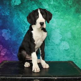 Maurice - Great Dane puppy from Foto Danes