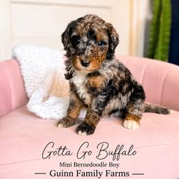 Gotta go Buffalo - Merle male Bernedoodle puppy in Grove, Oklahoma from Guinn Family Farms