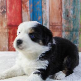 Pearl - Black tri female Miniature Australian Shepherd puppy in Bauxite, Arkansas from J & B Mini Aussies