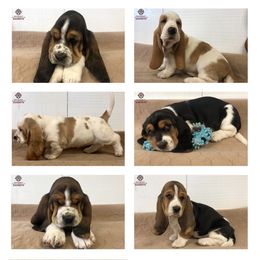 "Cora and Fred's Litter 2021" Basset Hound Puppies from Out West Bassets