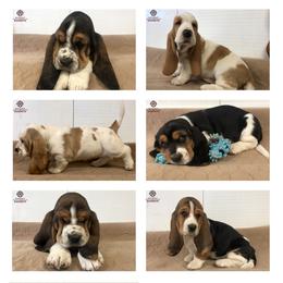 "Cora and Fred's Litter 2021" Basset Hound Puppies from Out West Bassets