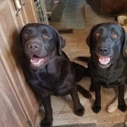 Basenjis and Labrador Retrievers from Sundancer Labs