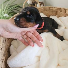 Elara (red) - Black and rust female Doberman Pinscher puppy in Hamilton, Ohio from Little Dragon Dobermans