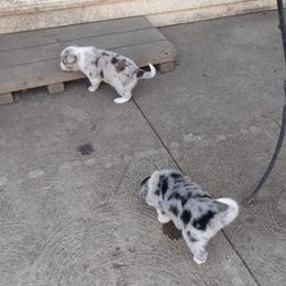 Border Collies from Pearl Winters' Border Collies