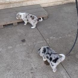 Border Collies from Pearl Winters' Border Collies