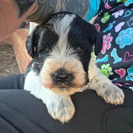 Jack - Parti male Miniature Schnauzer puppy in Hickory, North Carolina from Selene's Schnauzers