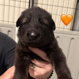 Orange Collar Girl - Sable female German Shepherd puppy in Universal City, Texas from Jaxinhaus German Shepherds
