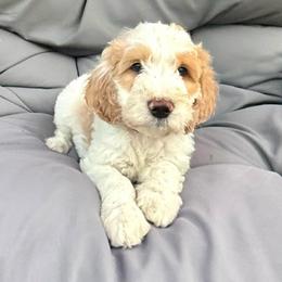 REMI - Parti male Goldendoodle puppy in Temecula, California from Doodle Dreams
