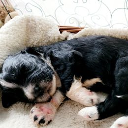 Aussiedoodle Puppies from RiverCity Doodles