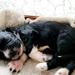 Aussiedoodle Puppies from RiverCity Doodles