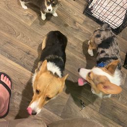 American Corgi Puppies from Peach Tree Corgi Co.