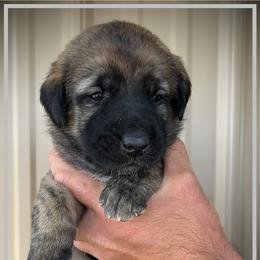 Grey - Brindle female Anatolian Shepherd Dog puppy in Clark, Wyoming from Fyne Acres