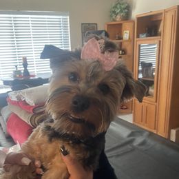 Minnie - Yorkshire Terrier