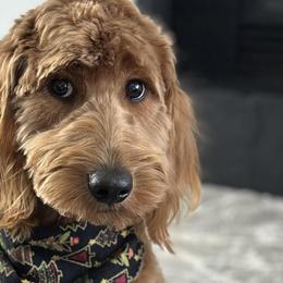 Goldendoodles from Goldendoodles on the Prairie