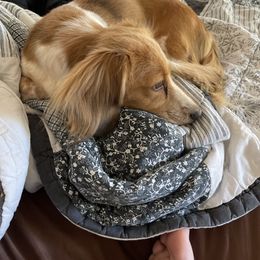 Bella - Dachshund