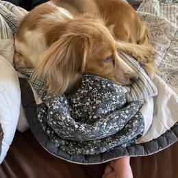 Bella - Dachshund